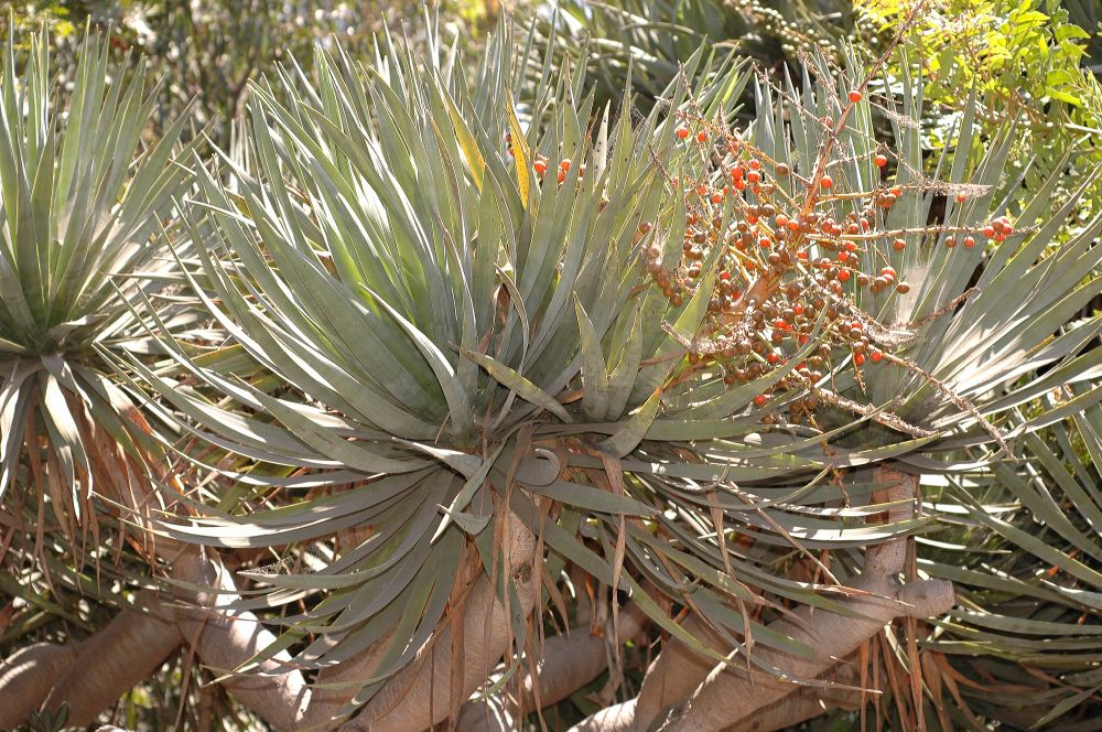 Asparagaceae Dracaena draco