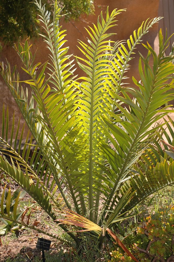 Zamiaceae Encephalartos kisambo