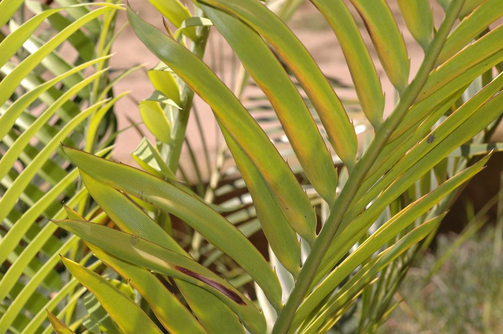 Zamiaceae Encephalartos kisambo