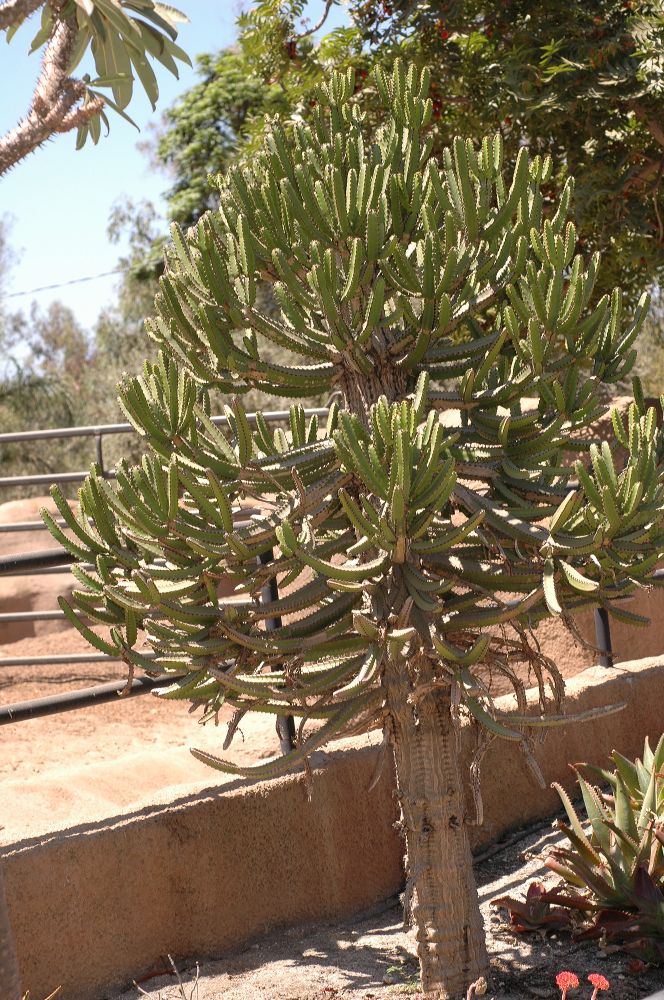 Euphorbiaceae Euphorbia 