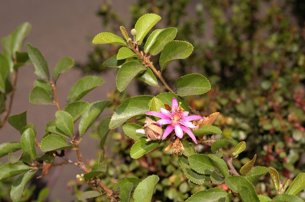Sparmanniaceae Grewia caffra