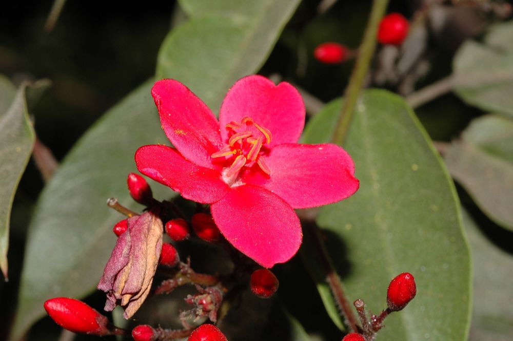 Euphorbiaceae Jatropha integerrima