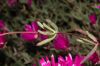 image of Lampranthus spectabilis