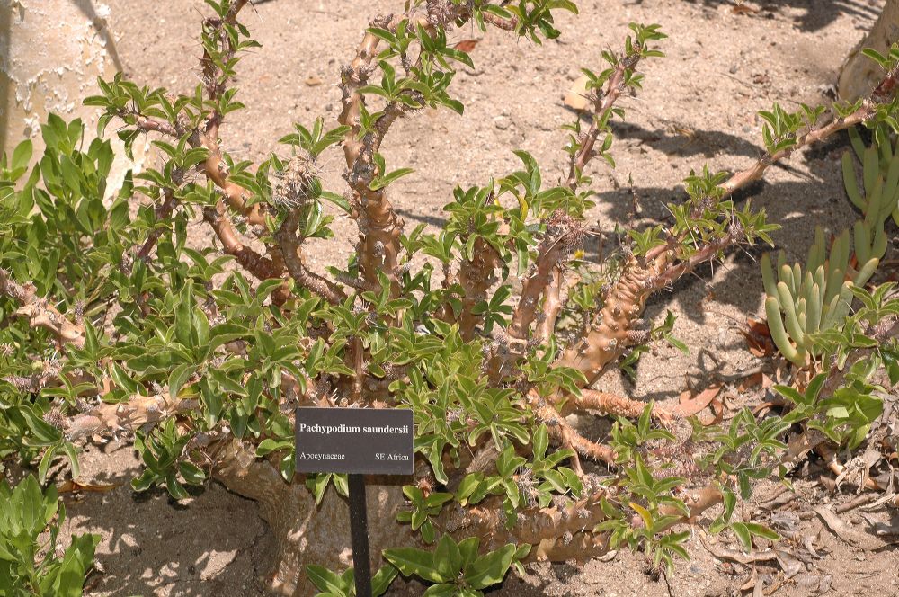 Apocynaceae Pachypodium saundersii