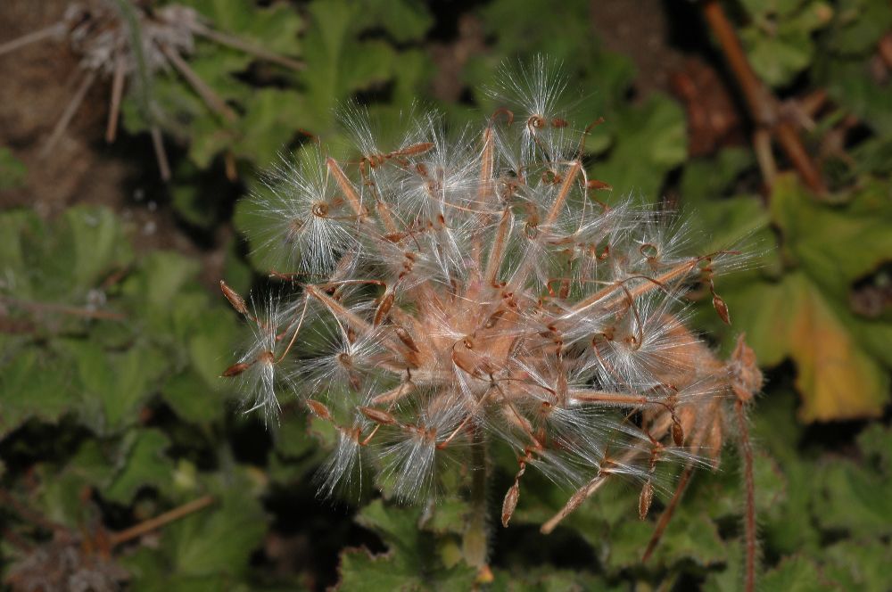 Geraniaceae Pelargonium 