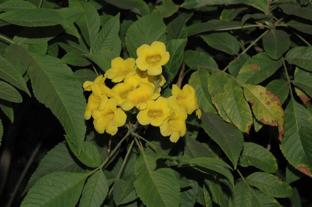 Bignoniaceae Tecoma stans