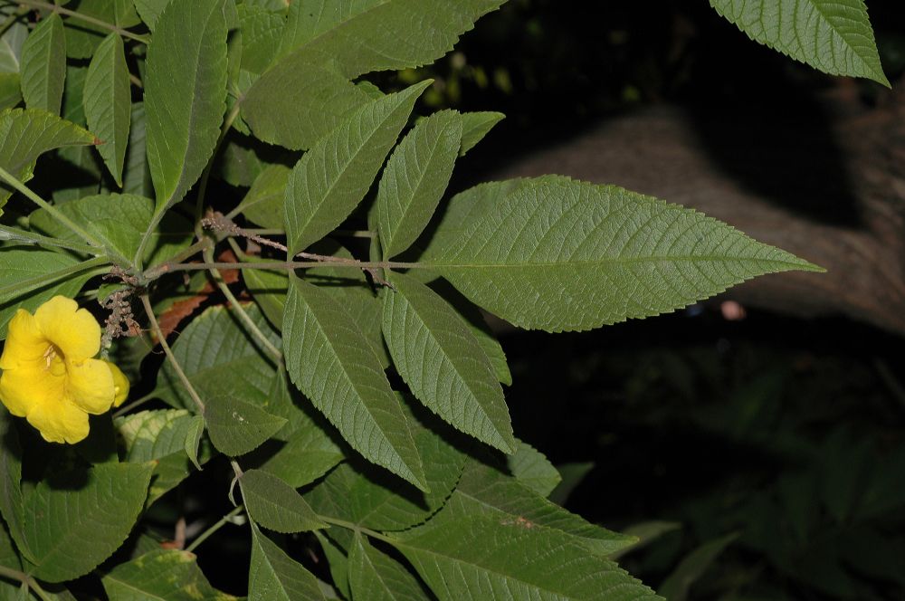 Bignoniaceae Tecoma stans