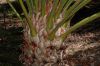 image of Cycas circinalis