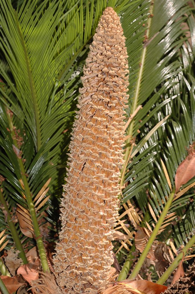 Cycadaceae Cycas revoluta