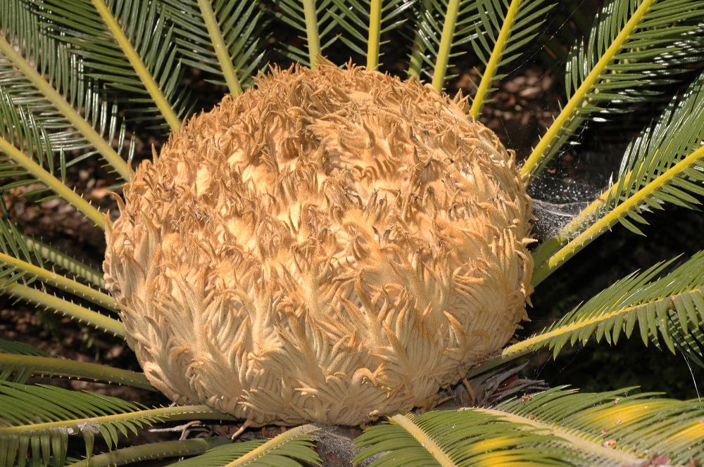 Cycadaceae Cycas revoluta
