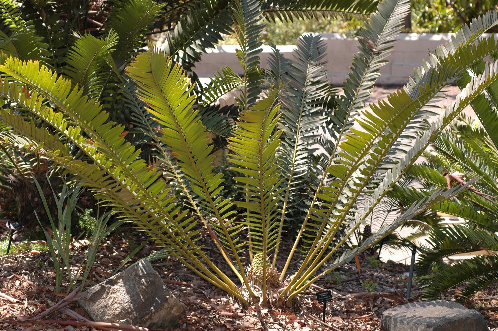 Zamiaceae Encephalartos pterogonus