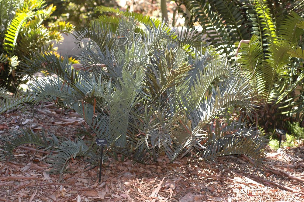 Zamiaceae Encephalartos trispinosus