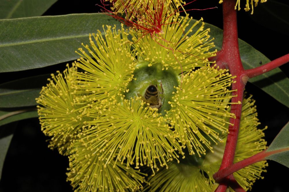 Myrtaceae Eucalyptus 