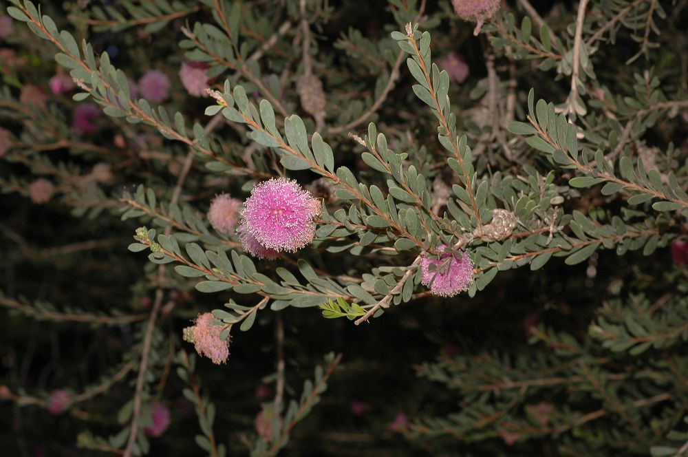 Myrtaceae Melaleuca nesophila