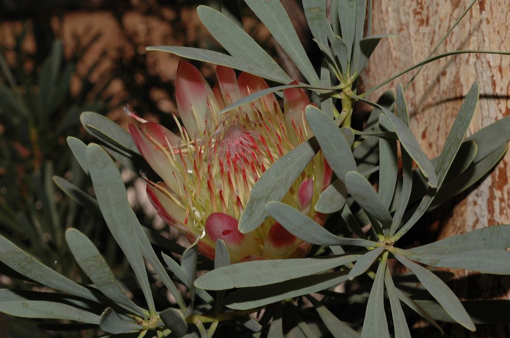 Proteaceae Protea 