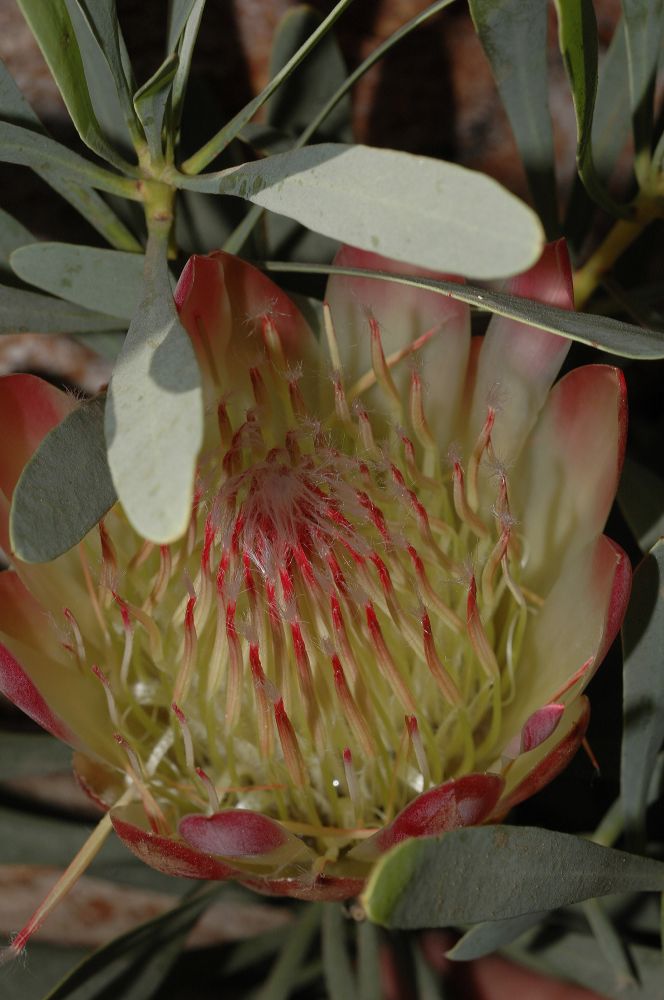 Proteaceae Protea 