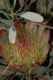 image of Protea 