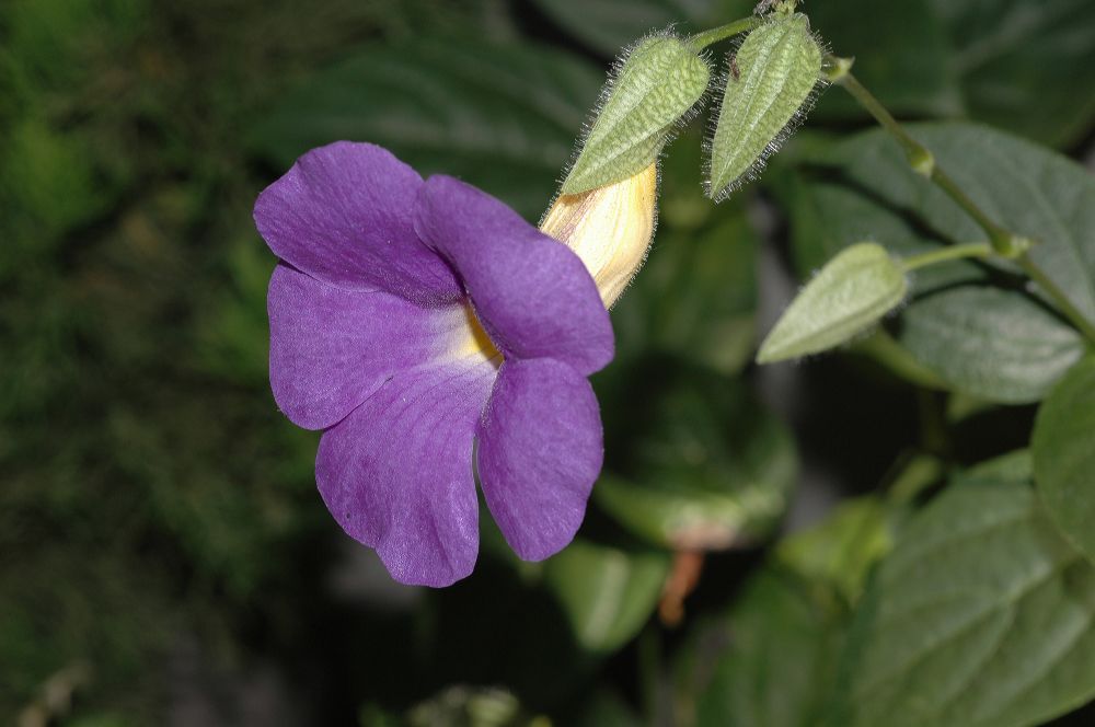 Acanthaceae Thunbergia battescombei