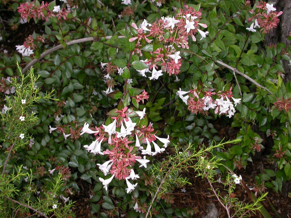 Linnaeaceae Abelia grandiflora
