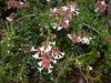image of Abelia grandiflora