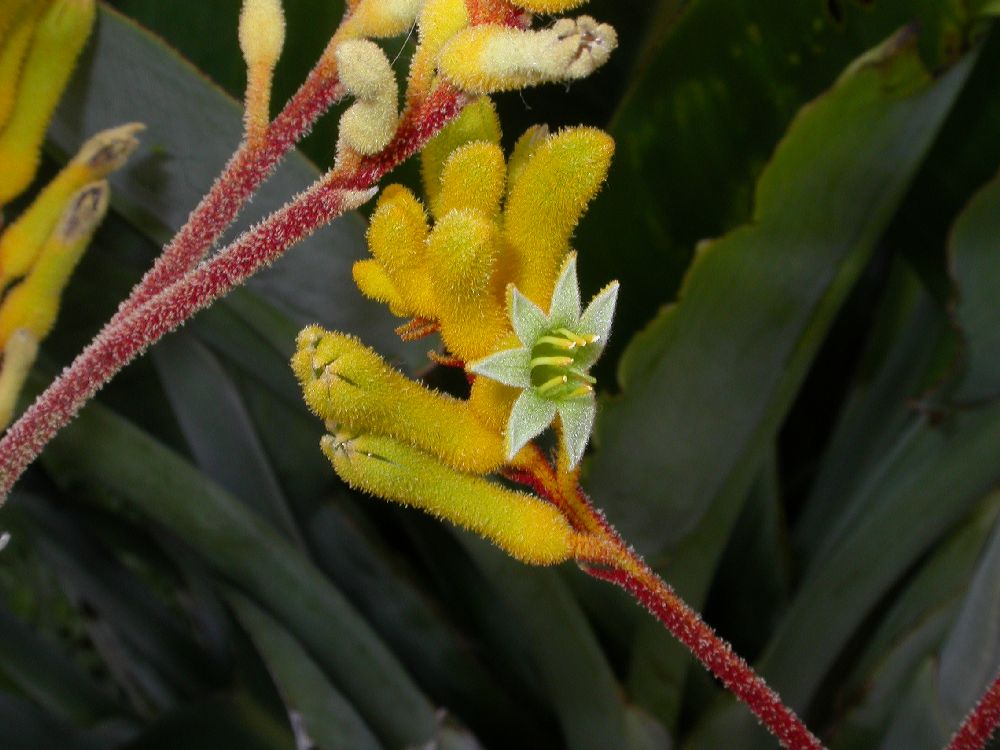 Haemodoraceae Anigozanthos 