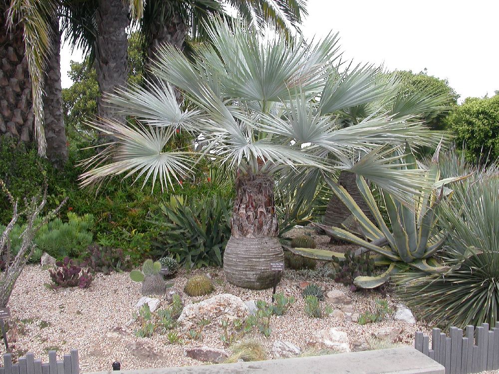 Arecaceae Brahea armata