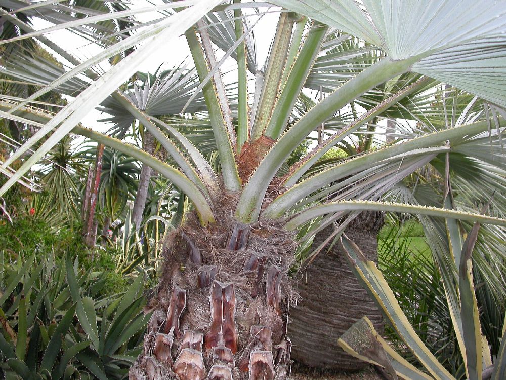 Arecaceae Brahea armata