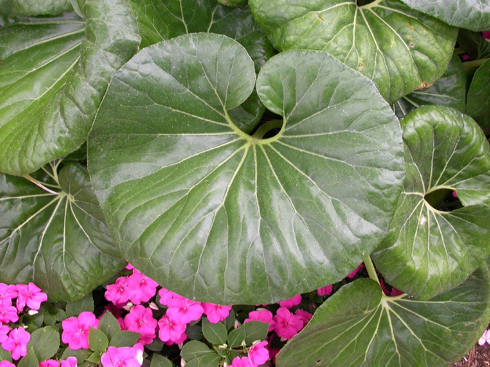 Asteraceae Farfugium japonicum