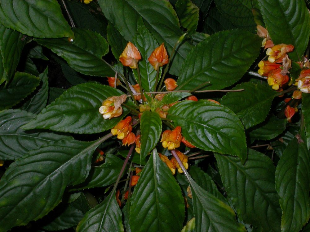 Balsaminaceae Impatiens 