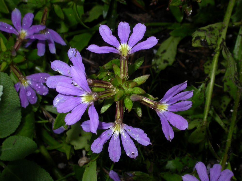 Goodeniaceae Scaevola aemula