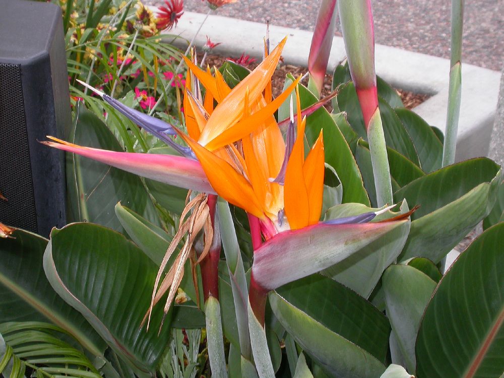 Strelitziaceae Strelitzia reginae