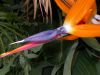 image of Strelitzia reginae