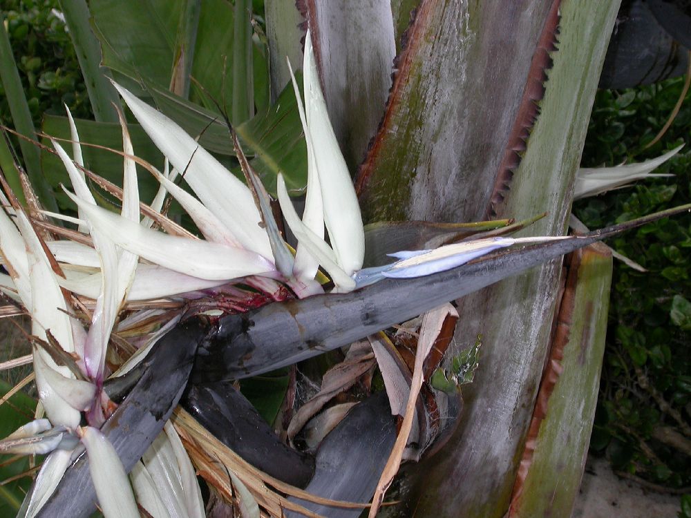 Strelitziaceae Strelitzia nicolae