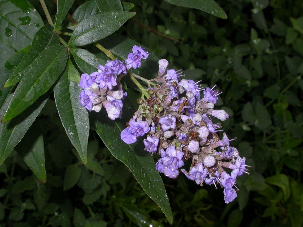 Lamiaceae Vitex agnus-castus