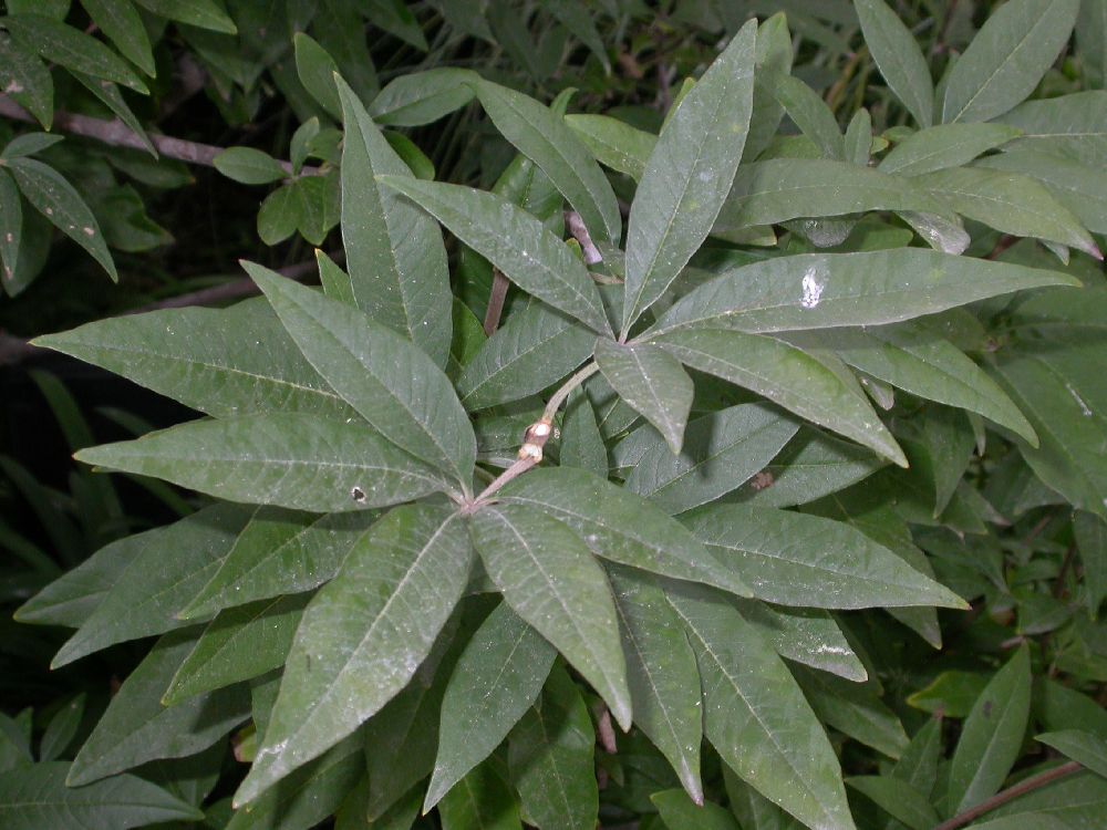 Lamiaceae Vitex agnus-castus
