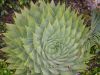 image of Aloe polyphylla