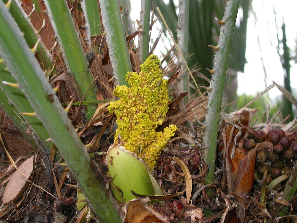 Arecaceae Chamaerops humilis