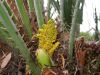 image of Chamaerops humilis