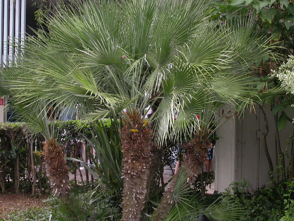 Arecaceae Chamaerops humilis