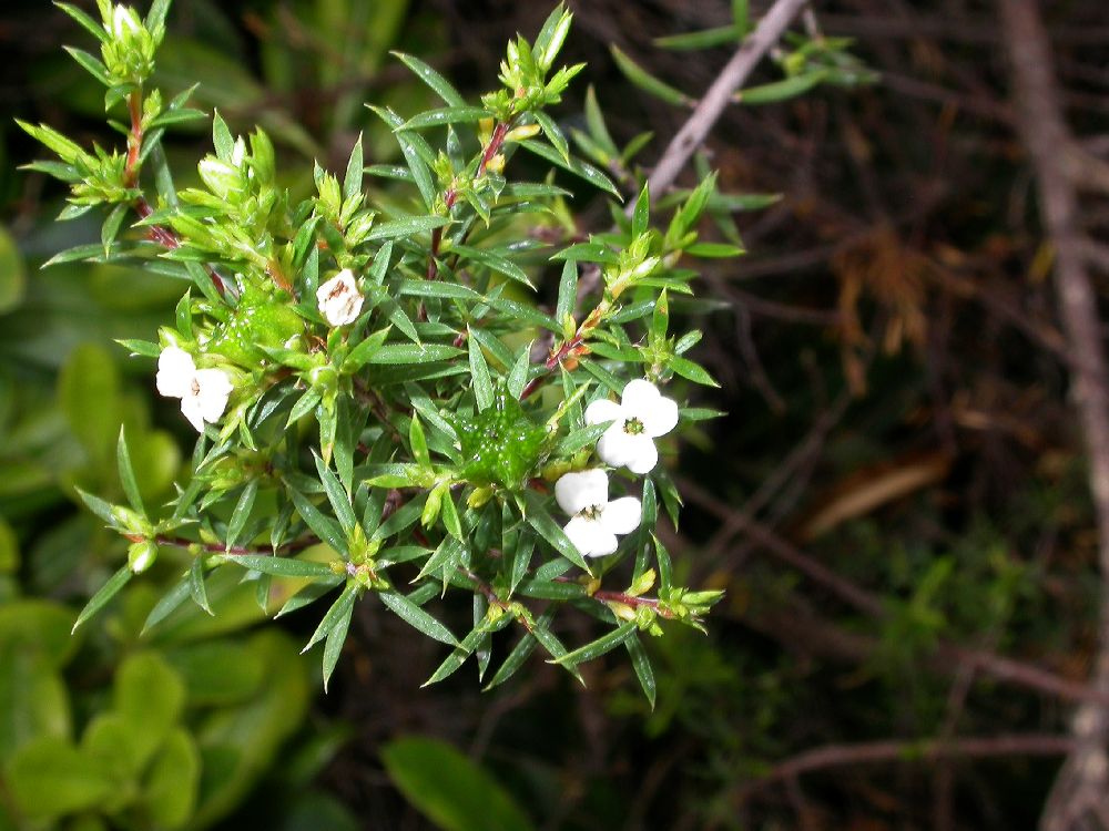 Rutaceae Coleonema alba