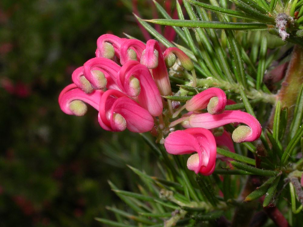 Proteaceae Grevillea 