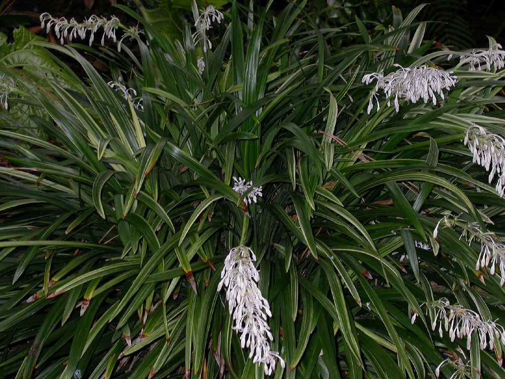 Asparagaceae Liriope muscari