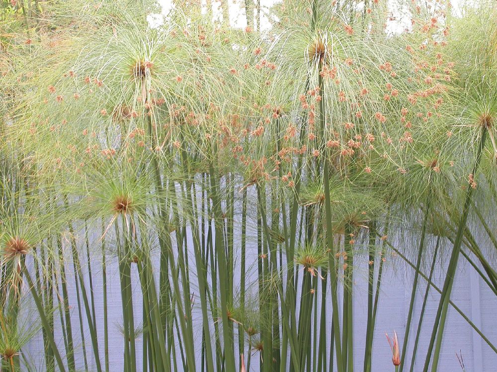 Cyperaceae Cyperus papyrus