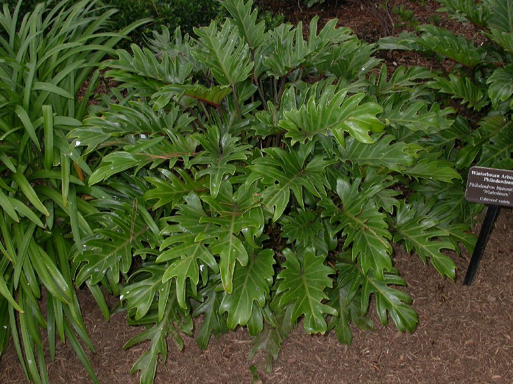 Araceae Philodendron bipinnatifidum