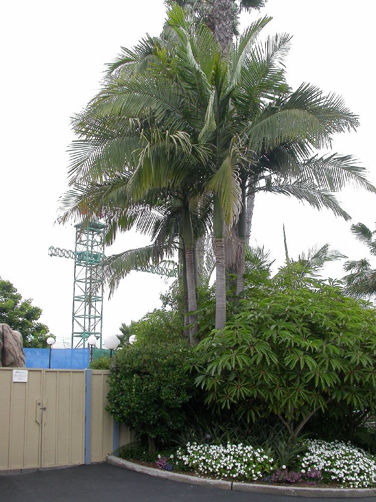 Arecaceae Archontophoenix cunninghamiana