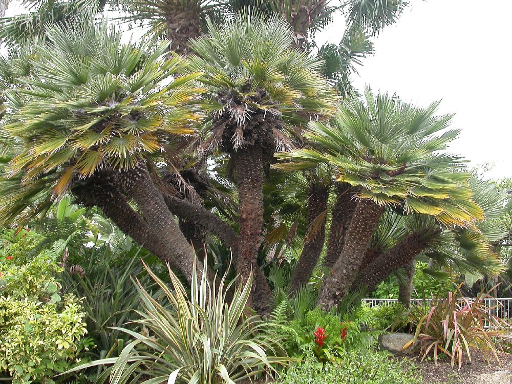 Arecaceae Chamaerops humilis