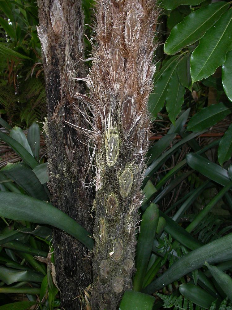 Cyatheaceae Cyathea cooperi
