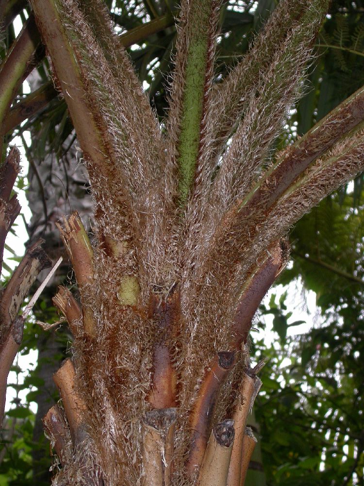 Cyatheaceae Cyathea cooperi