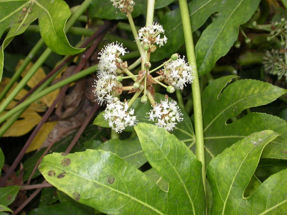 Araliaceae Fatsia japonica