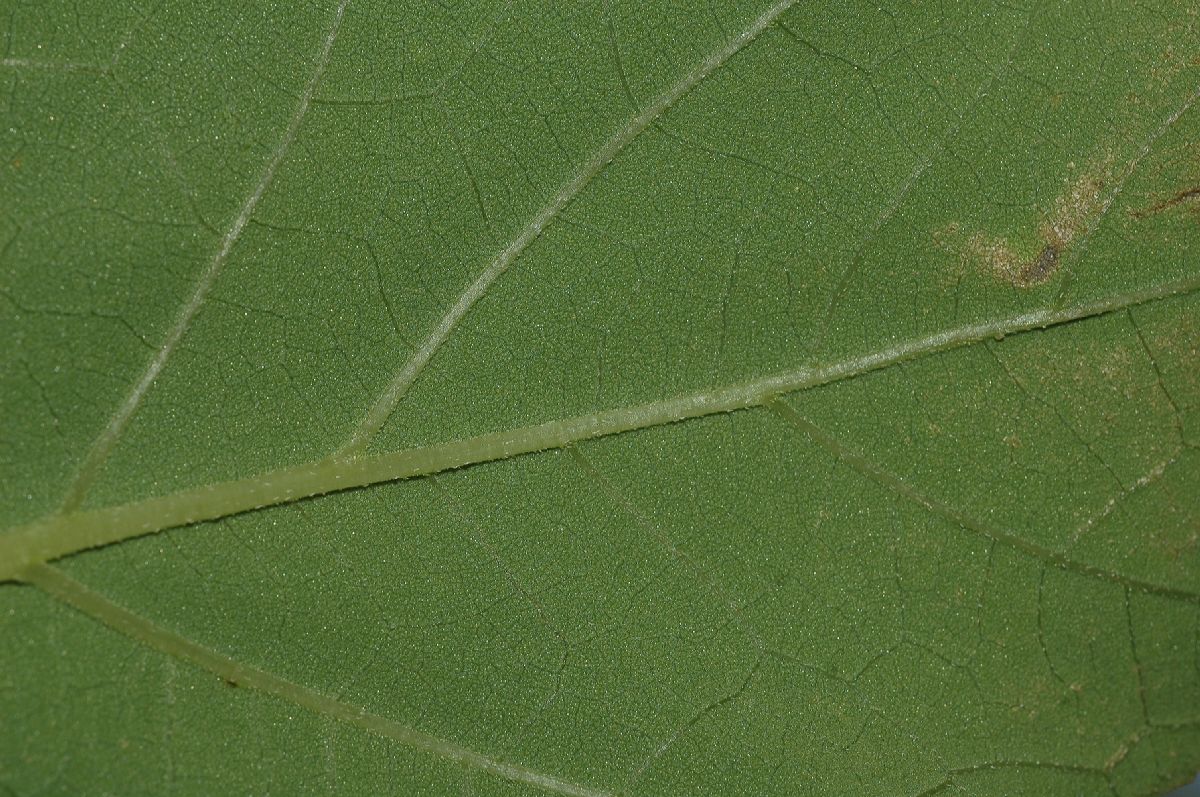 Asteraceae Xanthium strumarium
